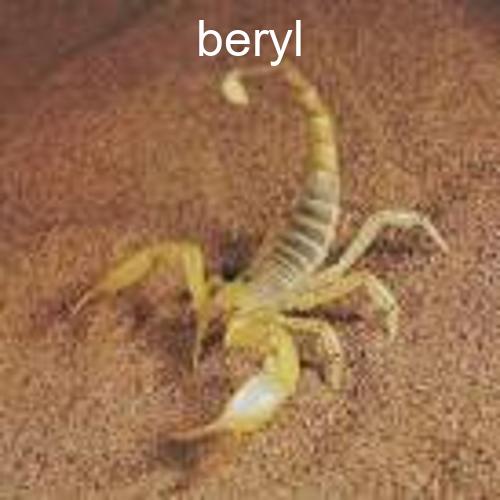 picture of a scorpion with the word 