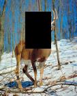 image of deer but the head is censored with a black box